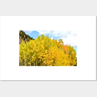 Golden Aspen Trees Posters and Art